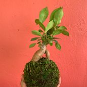Mi Proyecto del curso: Kokedamas: crea macetas naturales de musgo. Arts, Crafts, Interior Design, L, scape Architecture, Decoration, and DIY project by Rafael Martinez Acevedo - 06.22.2021