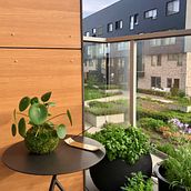 Kokedama Pilea Peperomioides. Arts, Crafts, Interior Design, L, scape Architecture, Decoration, and DIY project by Lauranne - 06.24.2021