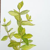 My project in Botanical Sketchbooking: A Meditative Approach course. Traditional illustration, Sketching, Drawing, Watercolor Painting, Botanical Illustration, and Sketchbook project by Nancy Einfeld - 06.19.2021