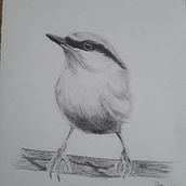 My project in Artistic Watercolor Techniques for Illustrating Birds course. Traditional illustration, Watercolor Painting, Realistic Drawing, and Naturalistic Illustration project by Patrizia De Vittori - 06.24.2021