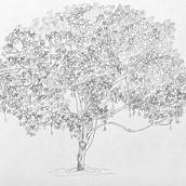 The Mango Tree (chapter book) . Ilustrație tradițională, Storytelling & Ilustrație cu cerneală de alyazia - 06.24.2021