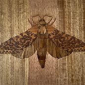 Marquetry puriri moth . Narrativa projeto de Katy Cottrell - 25.06.2021