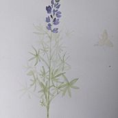 Wild flowers. Traditional illustration project by Anna-Karin Salander - 06.25.2021