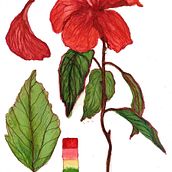 Meu projeto do curso: Aquarela botânica: ilustre a anatomia das flores. Un progetto di Illustrazione tradizionale, Belle arti, Pittura, Disegno, Pittura ad acquerello e Illustrazione botanica di lorienemariarodrigues - 25.06.2021