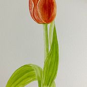 Mi Proyecto del curso: Acuarela botánica: ilustra la anatomía de las flores. Traditional illustration, Fine Arts, Painting, Drawing, Watercolor Painting, and Botanical Illustration project by Carol Mendoza - 06.23.2021