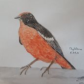 Phytotoma rara. Un projet de Aquarelle de heidi_heitmann_frutuoso - 26.06.2021