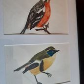 Phytotoma Rara y Tachuris Rubrigastra . Un projet de Aquarelle de heidi_heitmann_frutuoso - 26.06.2021