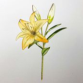 Mi Proyecto del curso: Cuaderno botánico en acuarela. Traditional illustration, Watercolor Painting, Botanical Illustration, and Sketchbook project by Carol Mendoza - 06.27.2021