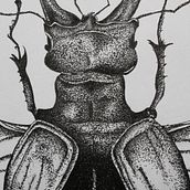 Stag Beetle. Un progetto di Illustrazione tradizionale di Mariska de Wit - 28.06.2021