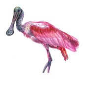 My project in Naturalist Bird Illustration with Watercolors course. Traditional illustration, Watercolor Painting, Realistic Drawing, and Naturalistic Illustration project by dashatagrigorova - 06.28.2021