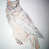 Great Horned Owl-Field Museum. Un proyecto de Ilustración tradicional de Barb McKenzie - 29.06.2021
