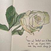 Oefeningen Botanical Sketchbooking. Ilustração tradicional, Esboçado, Desenho, Pintura em aquarela, Ilustração botânica, e Sketchbook projeto de mieke_geraerts - 29.06.2021