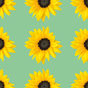 Patterns: 1 - Sunflowers on green. Un projet de Illustration traditionnelle, Photographie, Design graphique, Collage, Création de motifs, Créativité, Estampe, Photographie numérique, Composition photographique , et Photomontage de katerina_valiath - 29.06.2021