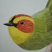 Chipe Cejas Doradas (Basileuterus belli). Un progetto di Illustrazione tradizionale, Pittura ad acquerello, Disegno realistico e Illustrazione naturalistica di Valeria Ostos Gutiérrez - 30.06.2021