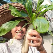 Urban Farming. Education project by Hoyyee Chee - 06.30.2021