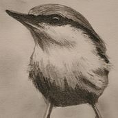 My project in Artistic Watercolor Techniques for Illustrating Birds course. Traditional illustration, Watercolor Painting, Realistic Drawing, and Naturalistic Illustration project by Celeste Delaney - 06.23.2021