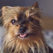 Mi Proyecto del curso: Fotografía lifestyle de perros. Photograph, Portrait Photograph, Instagram Photograph, Documentar, Photograph, Lifest, and le Photograph project by Maria Guerrero Felipe - 07.01.2021