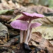 Nature photography . Photograph project by Meredith Purvis - 07.01.2021
