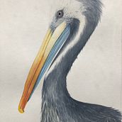 Mi Proyecto del curso: Ilustración naturalista de aves con acuarela. Projekt z dziedziny Trad, c, jna ilustracja, Malowanie akwarelą, R, sunek realist, czn, Ilustracja naturalist i czna użytkownika Romina Bevilacqua - 02.07.2021