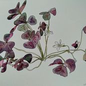 My project in Botanical Sketchbooking: A Meditative Approach course. Traditional illustration, Sketching, Drawing, Watercolor Painting, Botanical Illustration, and Sketchbook project by jojo - 09.05.2021