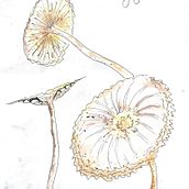 Botanical Watercolor Sketchbook. Traditional illustration project by Silver RavenWolf - 07.01.2021