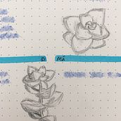 Quick plant sketches. Sketching, and Pencil Drawing project by Tallie Rowley - 07.02.2021