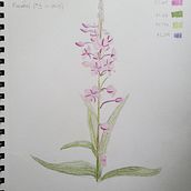 Botanical Sketchbook. Traditional illustration project by floraandfauna - 07.02.2021