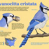 My project in Naturalist Animal Illustration with Procreate course. Traditional illustration, Digital Illustration, Realistic Drawing, and Naturalistic Illustration project by clori.nik - 07.04.2021