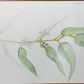 Mi Proyecto del curso: Cuaderno botánico en acuarela. Traditional illustration, Watercolor Painting, Botanical Illustration, and Sketchbook project by Laura Gómez Spagnuolo - 07.04.2021