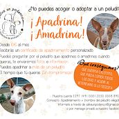 Carteles, certificados y diplomas para protectoras de animales.. Graphic Design, and Poster Design project by Samantha Calderín - 07.04.2021
