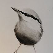 My project in Artistic Watercolor Techniques for Illustrating Birds course. Traditional illustration, Watercolor Painting, Realistic Drawing, and Naturalistic Illustration project by yitingng - 07.05.2021