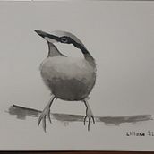 Meu projeto do curso: Técnicas expressivas de aquarela para ilustração de pássaros. Traditional illustration, Watercolor Painting, Realistic Drawing, and Naturalistic Illustration project by Liliane Medeiros Fonseca - 07.06.2021