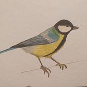 Il mio progetto del corso: Illustrazione naturalistica di uccelli con acquerello. Traditional illustration, Watercolor Painting, Realistic Drawing, and Naturalistic Illustration project by bvunild - 07.06.2021