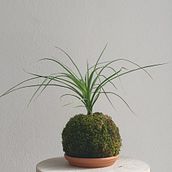 Mi Proyecto del curso: Kokedamas: crea macetas naturales de musgo. Arts, Crafts, Interior Design, L, scape Architecture, Decoration, and DIY project by Iinda Irizarry - 07.08.2021
