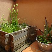 Mi Proyecto del curso: Técnicas básicas de prensado botánico. Un proyecto de Artesanía, Bellas Artes, Collage, DIY, Diseño floral y vegetal de Elena Sancho Martínez - 08.07.2021