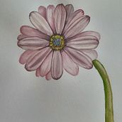 Mi Proyecto del curso: Acuarela botánica: ilustra la anatomía de las flores . % Cindy Pizarro Toledo tarafından hazırlanan Geleneksel illüstras, on, Güzel sanatlar, Tablo, Çizim, Sulubo, a Resim, Botanik İllüstras, Ve on projesi - 07.08.2021