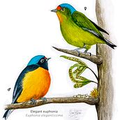 Euphonia elegantissima. Traditional illustration project by José Pellecer - 06.09.2021