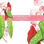 Begonia Maculata. Naturalistic Illustration, Traditional illustration, and Design project by Tatyana Fraile - 03.07.2021