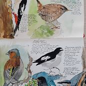 Cuaderno de Aves. Un proyecto de Ilustración tradicional de jgv74552 - 09.07.2021