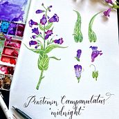 My project in Botanical Illustration with Watercolors course. Un proyecto de Ilustración tradicional, Bellas Artes, Pintura, Dibujo, Pintura a la acuarela e Ilustración botánica de Molly Chidsey - 09.07.2021