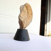 Fotogrametría 3D del fósil de una concha. Un proyecto de 3D, Modelado 3D, Videojuegos, Diseño 3D y Diseño de videojuegos de Angel Orús - 10.07.2021