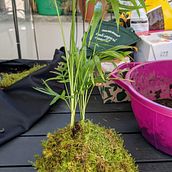 Il mio progetto del corso: Kokedama: crea una fioriera naturale con il muschio. Arts, Crafts, Interior Design, L, scape Architecture, Decoration, and DIY project by Chantal Antonizzi - 07.10.2021