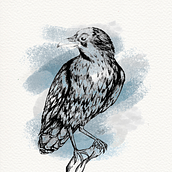 Corvo. Traditional illustration, Drawing, Creativit, and Artistic Drawing project by Maria Fernanda Fraga Palazi - 07.10.2021