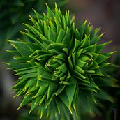 Mi Proyecto del curso: Fotografía de paisaje y naturaleza. Un progetto di Fotografia, Fotografia all'aperto, Fotografia per Instagram, Fotografia documentaria e Composizione fotografica di cristobalandres_vera - 11.07.2021