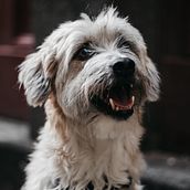 Meu projeto do curso: Fotografia Lifestyle de Cachorros. Photograph, Portrait Photograph, Instagram Photograph, Documentar, Photograph, Lifest, and le Photograph project by Cynthia Costa - 07.03.2021