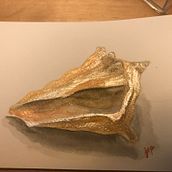 Watercolor conch shell. Fine Arts project by Jen Pack - 01.22.2019