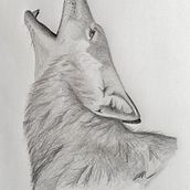 Coyote. Projekt z dziedziny Tradycyjna ilustracja użytkownika Emma Martinson - 17.11.2020