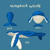 Humpback Whale. Traditional illustration, Graphic Design, Vector Illustration, and Digital Illustration project by Peeradon Teabrit - 07.17.2021