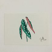 begonia Ein Projekt aus dem Bereich Aquarellmalerei von Luiz Guilherme Reis Oliveira - 18.07.2021