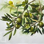 Olives of Palestine - watercolour on watercolour paper. Un projet de Aquarelle , et Peinture de Ola Alanqar - 19.07.2021